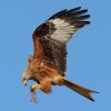 Red Kites Feeding