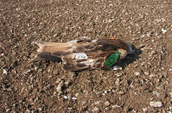 poisoned