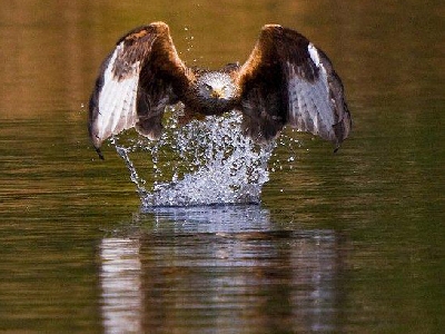 Click for the YRK Gallery